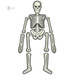 Набір для вивчення скелета людини, 4M дополнительное фото 2.