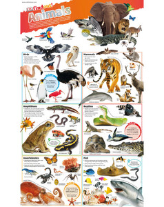 Животные, растения, природа: DKfindout! Animals Poster