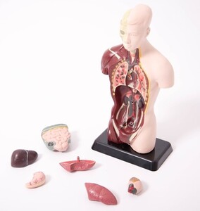 Исследования и опыты: Анатомическая модель-конструктор "Тело человека"