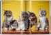 Walter Chandoha. Cats. Photographs 1942–2018 [Taschen] дополнительное фото 4.