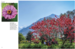 Amazing Gardens [Amber Books] дополнительное фото 1.