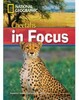 Cheetahs in Focus
