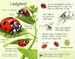 Bugs nature cards дополнительное фото 1.