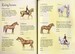 Horses and ponies sticker book дополнительное фото 1.