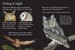 Owls - Usborne дополнительное фото 2.