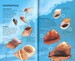 Spotter's Guides: Shells дополнительное фото 1.