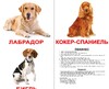 Русские большие карточки: Породы собак (ламинированные)