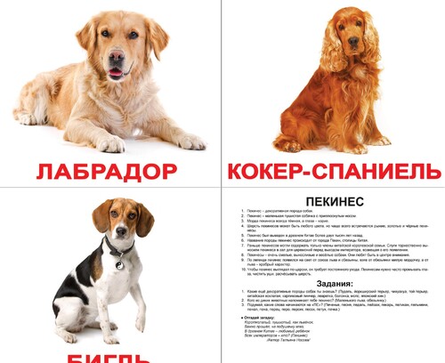 Развивающие карточки: Русские большие карточки: Породы собак (ламинированные)