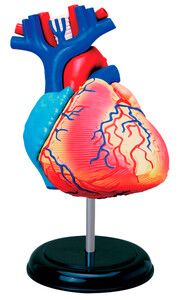 Анатомічні моделі-конструктори: Анатомічна модель Серце людини, 4D Master