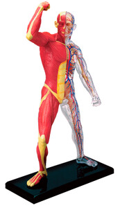 Анатомічні моделі-конструктори: Анатомічна модель М'язи і скелет людини, 4D Master