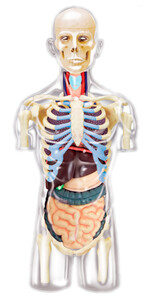 Дослідження і досліди: Анатомічна модель Торс людини з органами, 1: 6, 4D Master