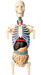 Анатомічна модель Торс людини з органами, 1: 6, 4D Master дополнительное фото 2.