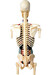 Анатомічна модель Торс людини з органами, 1: 6, 4D Master дополнительное фото 3.