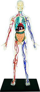 Анатомічна модель Тіло людини прозоре з органами, 1: 6, 4D Master