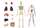 Анатомическая модель Тело человека прозрачное с органами, 1:6, 4D Master дополнительное фото 2.