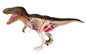 Динозаври: Анатомічна модель Динозавр Тиранозавр Рекс, 4D Master