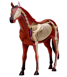 Животные: Анатомическая модель Лошадь, 4D Master
