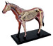 Анатомическая модель Лошадь, 4D Master дополнительное фото 2.