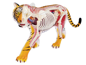 Анатомические модели-конструкторы: Анатомическая модель Тигр, 4D Master