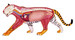 Анатомічна модель Тигр, 4D Master дополнительное фото 3.