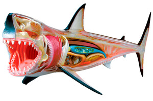 Мешканці моря: Анатомічна модель Велика біла акула, 4D Master