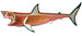 Анатомическая модель Большая белая акула, 4D Master дополнительное фото 4.
