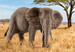 Фигурка Африканская слониха 14761, Schleich дополнительное фото 1.