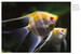 Tropical Fish [Amber Books] дополнительное фото 2.