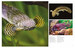 Tropical Fish [Amber Books] дополнительное фото 3.