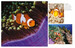 Tropical Fish [Amber Books] дополнительное фото 1.