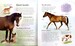 Little book of horses and ponies [Usborne] дополнительное фото 2.