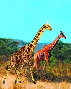 Животные: Жираф (цвет.), Мир деревянных игрушек