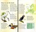 Spotter's Guides: Sea and freshwater birds дополнительное фото 2.