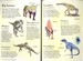 Dinosaurs First sticker book дополнительное фото 2.