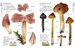 Mushrooms & Toadstools дополнительное фото 3.