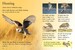 Owls - Usborne дополнительное фото 3.