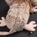 М'яка іграшка Мишка Розі Ромадур Sigikid Beasts дополнительное фото 2.