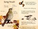 Birds nature cards дополнительное фото 3.