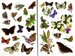 Butterflies sticker book дополнительное фото 3.