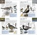 RSPB Pocket Birds дополнительное фото 3.