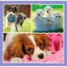 Набір пазлів 3в1 «Милі собачки», 20-36-50 ел., Trefl дополнительное фото 1.