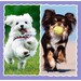 Набір пазлів 3в1 «Милі собачки», 20-36-50 ел., Trefl дополнительное фото 2.