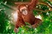 Орангутан (самка), іграшка-фігурка, Schleich дополнительное фото 2.