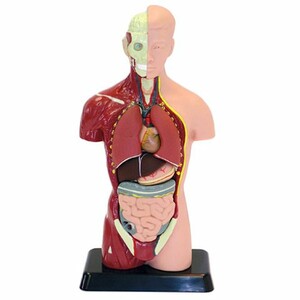Анатомічні моделі-конструктори: Анатомічна модель людини збірна, 27 см, Edu-Toys