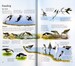 Spotter's Guides: Sea and freshwater birds дополнительное фото 4.