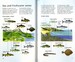 Spotter's Guides: Sea and freshwater fish дополнительное фото 4.