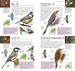 RSPB Pocket Birds of Britain and Europe дополнительное фото 2.