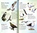 Spotter's Guides: Sea and freshwater birds дополнительное фото 5.
