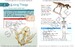 Cambridge Primary Science 2nd Edition 4 Learner's Book with Digital Access (1 Year) дополнительное фото 1.