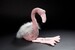 Beasts Фламинго (28 см) Sigikid дополнительное фото 3.